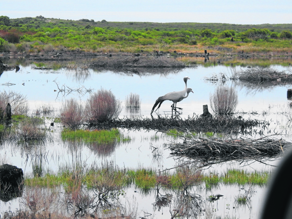 Die Agulhas-vleilande.