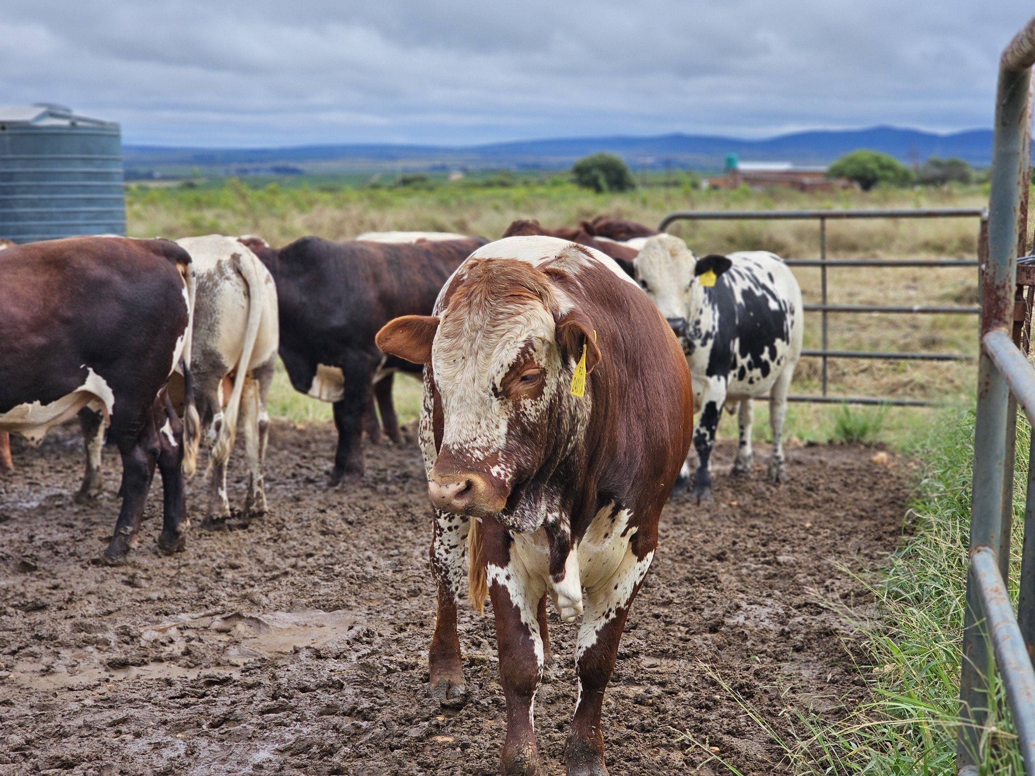 Bek-en-klouseer-siekte is steeds ’n probleem onder boere.