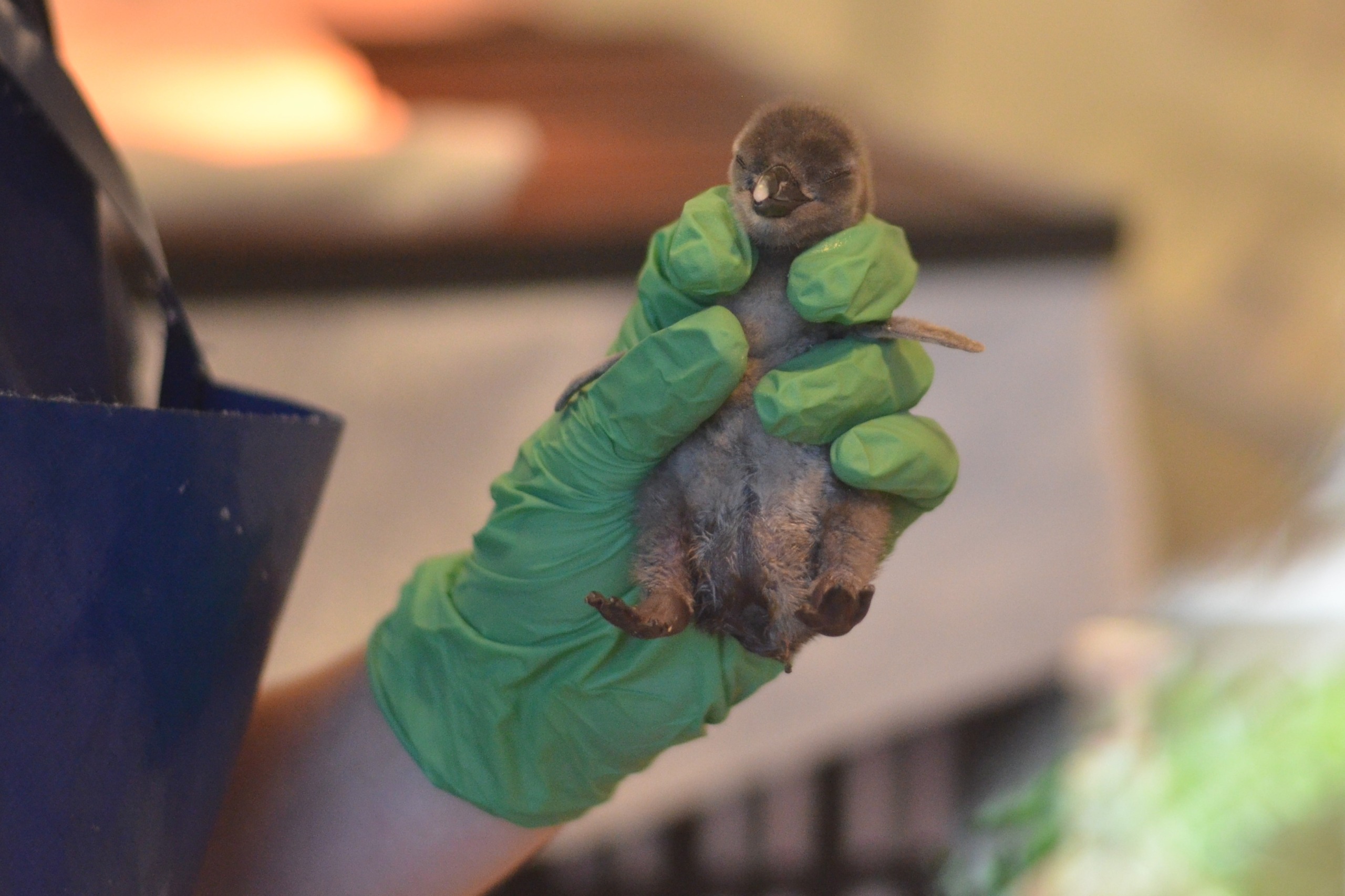 Een van die Sanccob-vrywilligers hou ’n pas uitgebroeide Afrika-pikkewyn in haar hand vas.Foto: Rasaad Adams