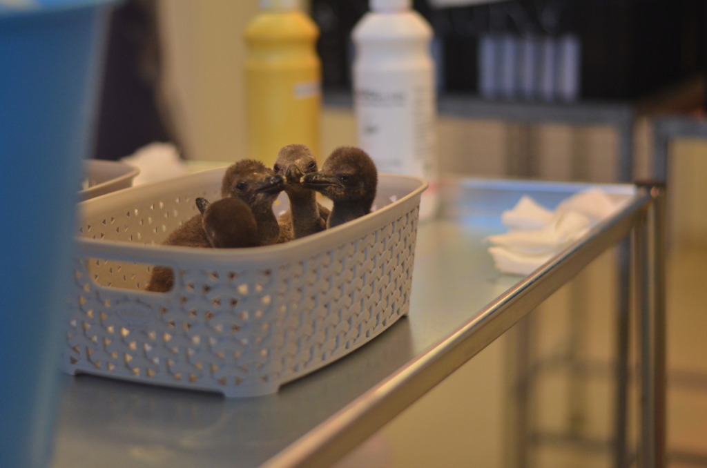 Volgens Sanccob se beraming is
slegs 7 996 broeipare van die Afrika-pikkewyne in die natuur oor. Foto: Rasaad Adams