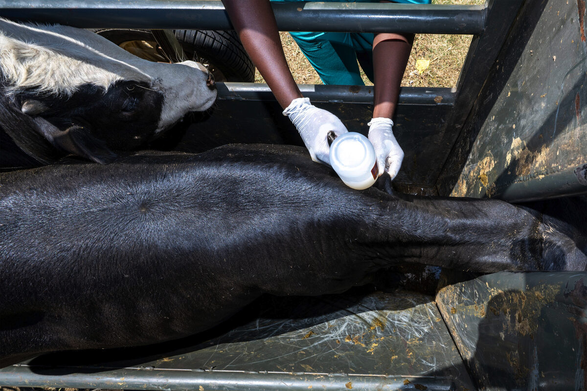 Diere word ingeënt by Fisantekraal in Kaapstad.