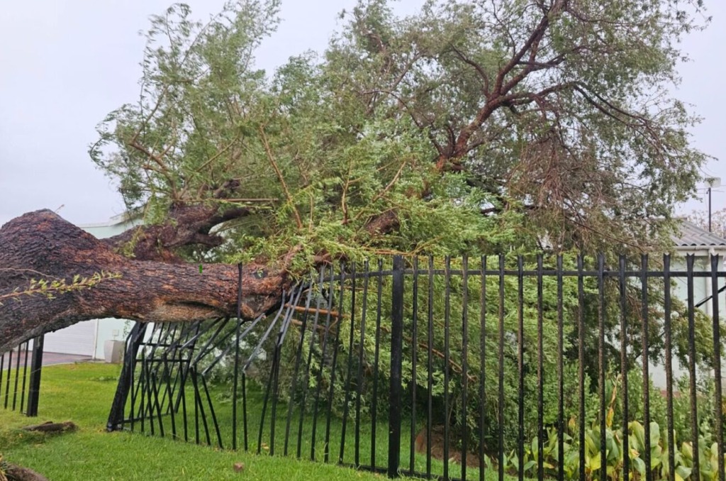 ‘n Ontwortelde boom het dié heining in Allistairweg, Worcester, beskadig. 