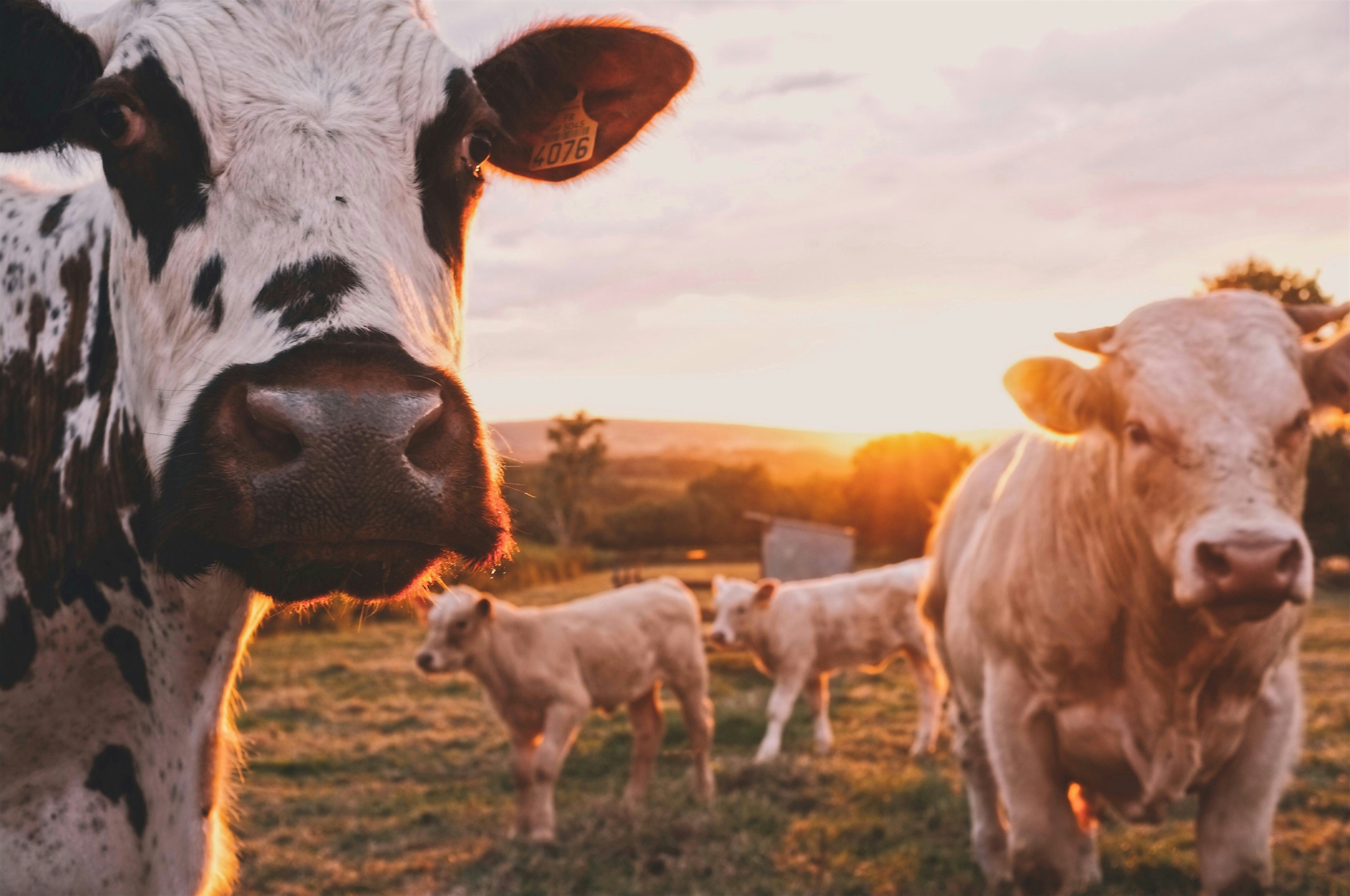 Geen gespletehoefdiere sal by vanjaar se Nampo-oesdag toegelaat word nie.