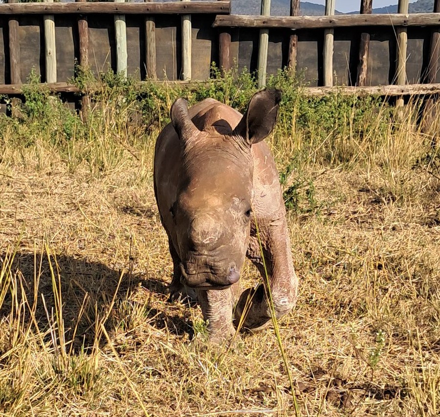 Tshepi het harte gesteel by die renosterweeshuis in Limpopo.