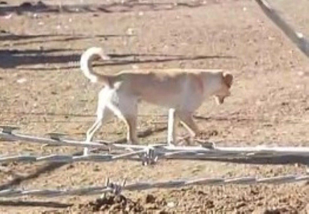 Dié hond is in Barkly-Wes met ‘n tou om sy nek aan ‘n boom opgehang.