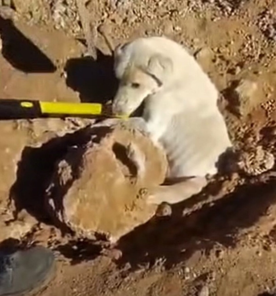 Die hond wat in Keimoes in ‘n gat gevind is, met ‘n groot klip bo-op die hond geplaas.