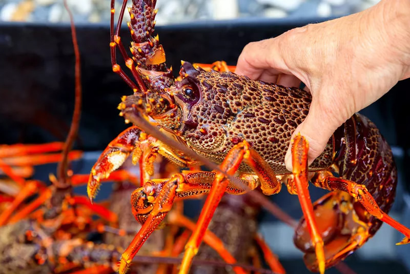 Die Kaapstadse Wetstoepassings Marine-eenheid het ‘n groot slag geslaan met ‘n onwettige Weskus-kreefvangs.