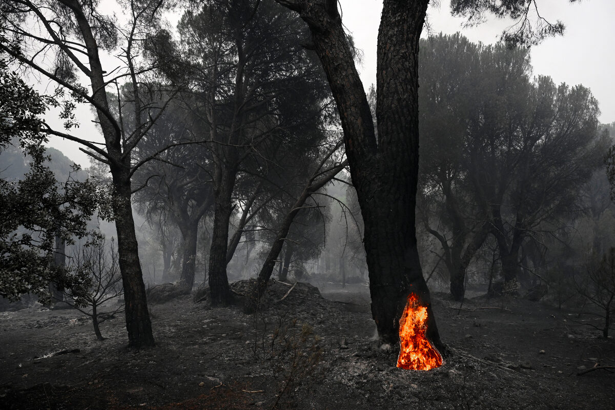 ’n Groot dennehoutboom waarvan die uitgeholde stam nog van binne brand, word gesien in ’n verskroeide bos na ’n veldbrand naby La Adrada, 95 kilometer wes van Madrid.