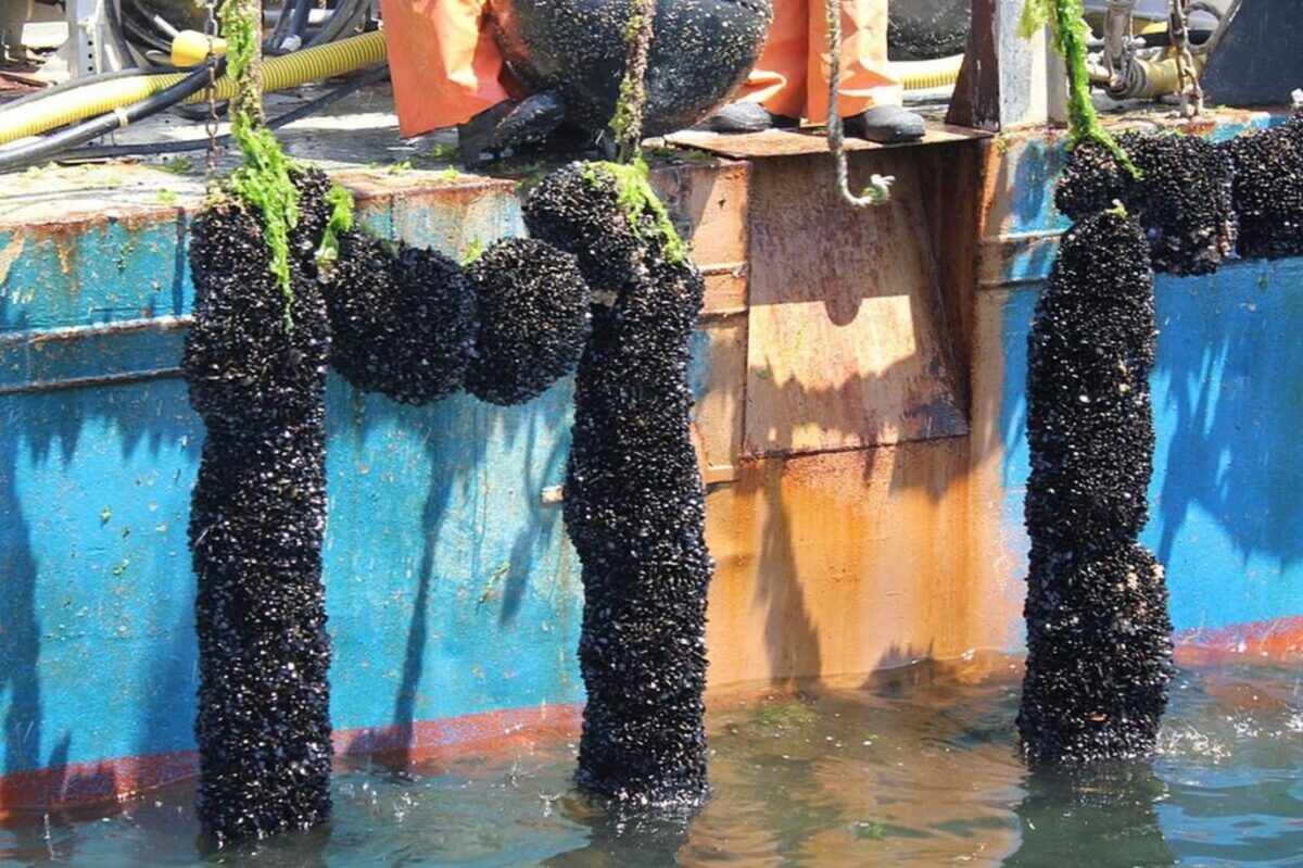 Verskeie drywende mossel- en oestervlotte word op die water van Saldanhabaai bedryf.