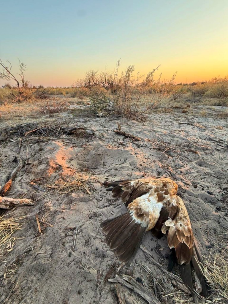 Die rimpeleffek van vergiftiging. Foto: Esther Mmolai, DailyNewsbw