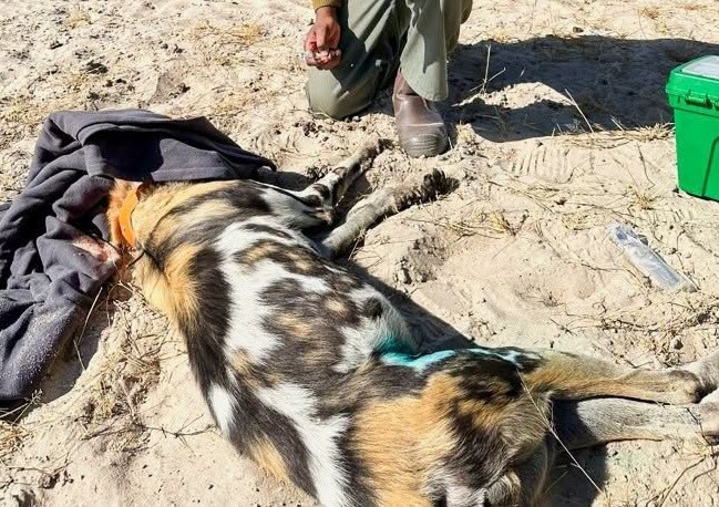Een van die wildehonde wat vergiftig is. Foto: Facebook/The Ngami Times