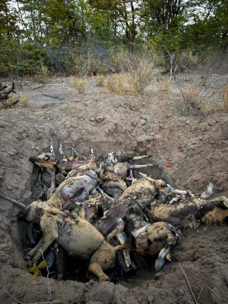 Die proses om van die karkasse ontslae te raak. Foto: Esther Mmolai, DailyNewsbw