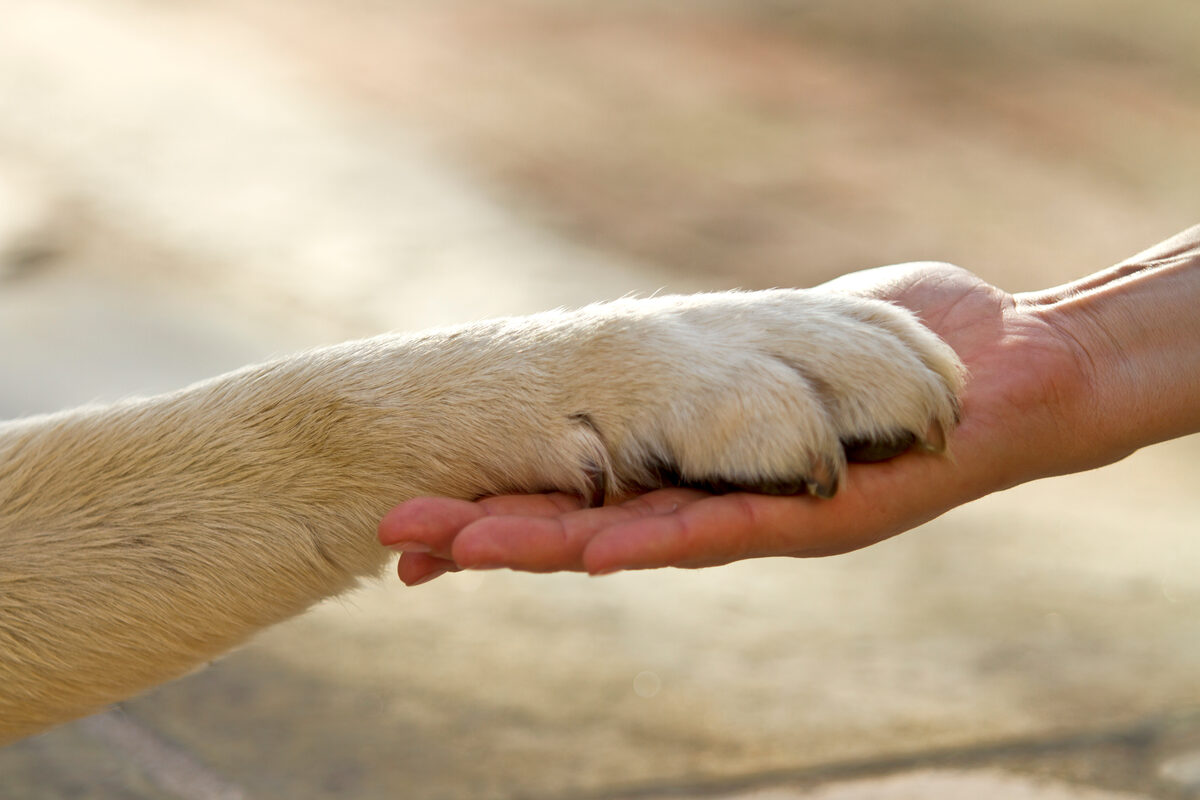 Meer as net ’n hond