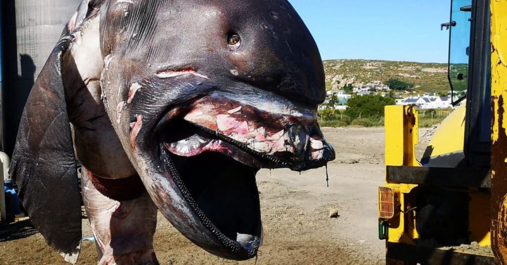 Die haai se karkas is by die Pioneer Fishing-visfabriek gestoor vir verdere ondersoek. 