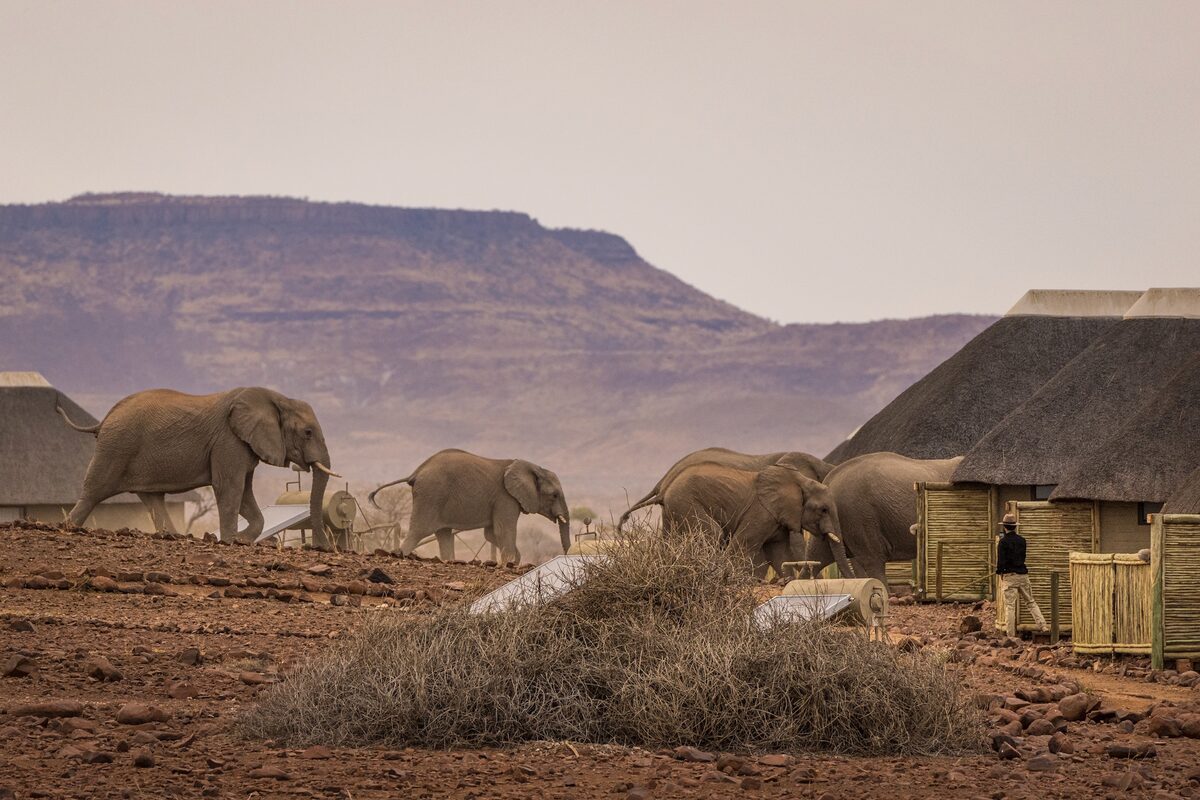 Geheue soos ’n olifant? Dís hoekom g’n heining kan keer