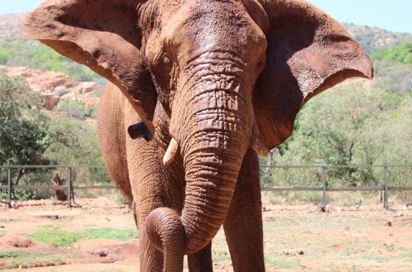 ’n Olifant by The Elephant Sanctury in Hartbeespoort