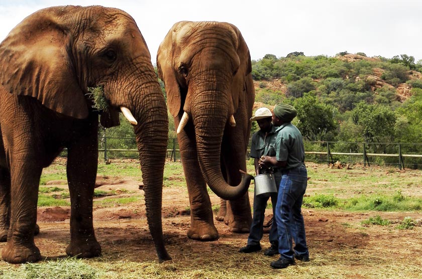 Versorgers help olifante by die olifant-skuiling in Hartbeespoortdam