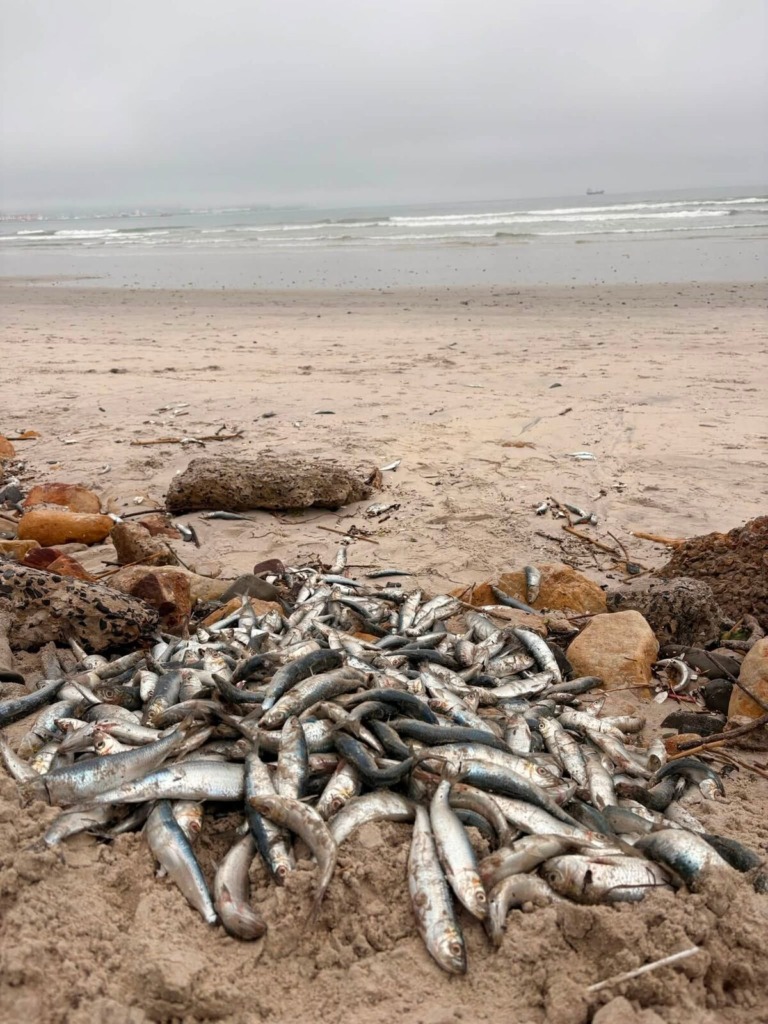 Dooie sardyne lê die strand by Lagoon Beach vol ná die jongste massavissterftevoorval.
