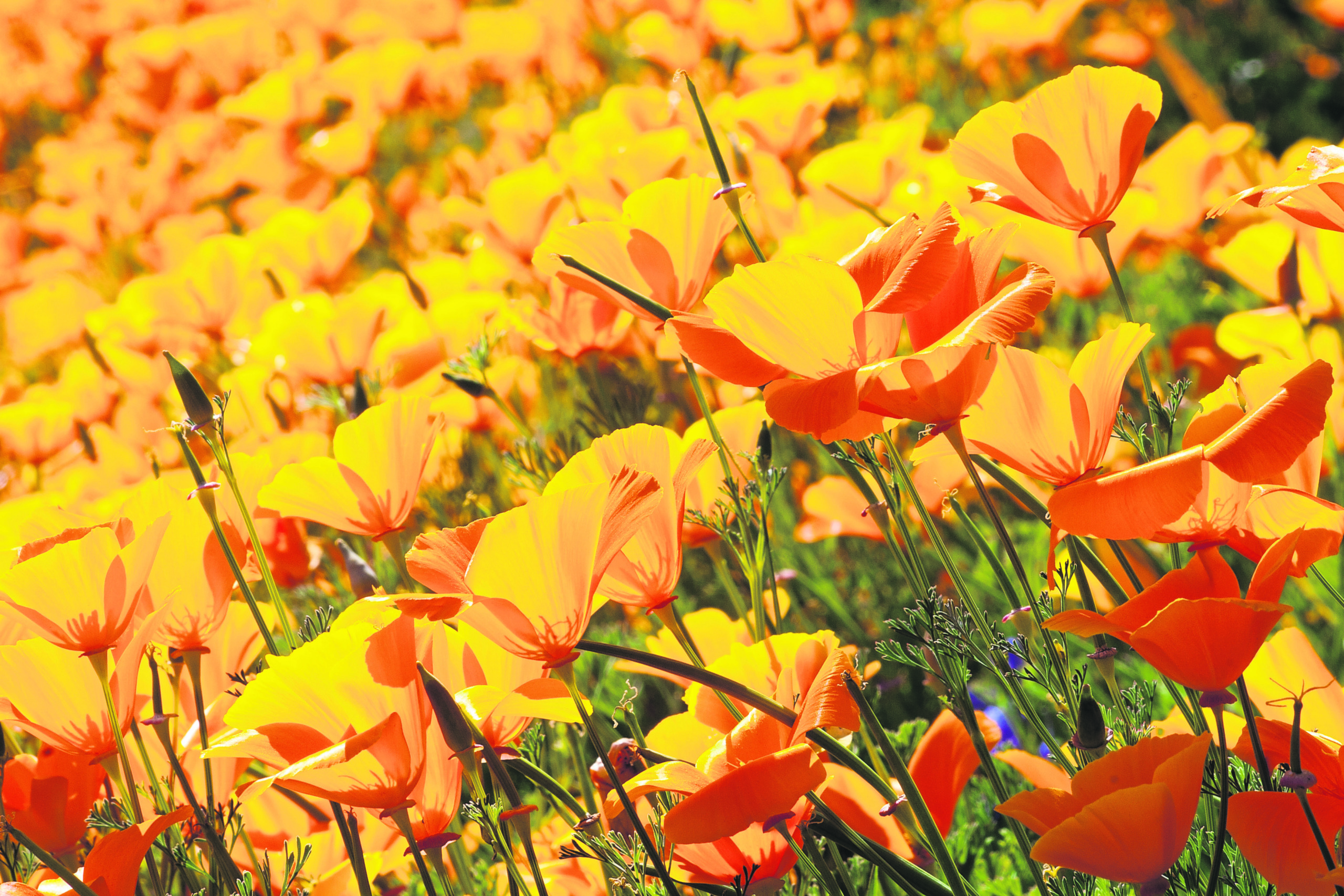 Blomme.