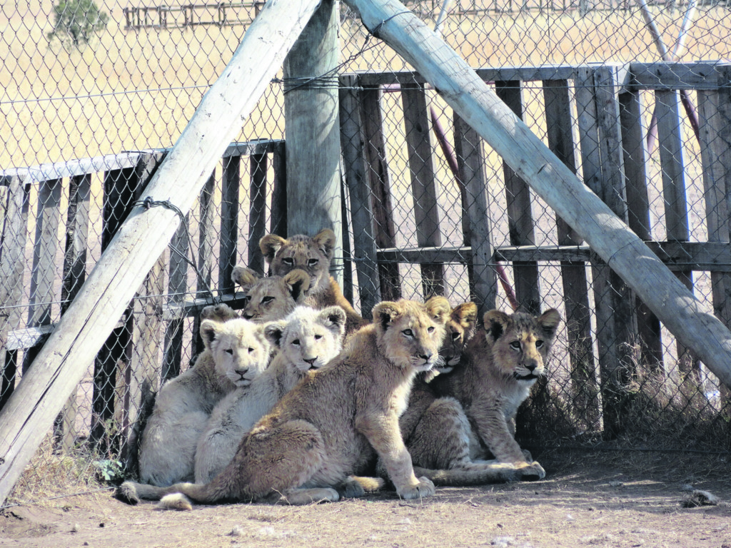 ’n Klomp geblikte leeus in aanhouding. Ekoloë meen hulle sal nooit in die natuur vrygelaat kan word nie.
Foto: Bloodlions