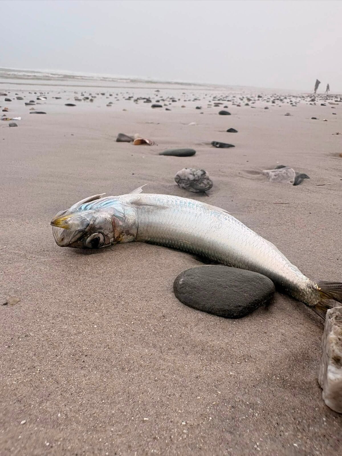 Geen nuwe massasardiensterfte is aangemeld nie. Foto: Argief.